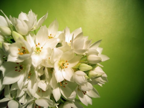 Flowers called 'Stars of Bethlehem' against green background