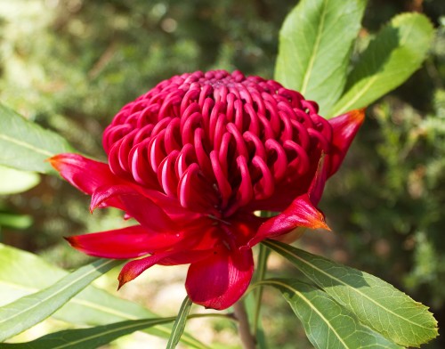 Australian Waratah Flower